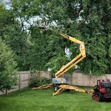 How Our Tree Care Process Works  in El Paso De Robles, CA